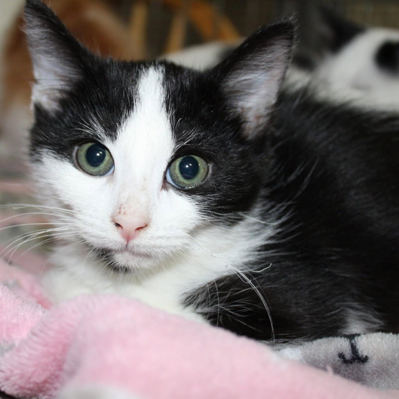 Enlarge Spice, a Adopted Domestic Medium Hair in Billings, MT image 1/1