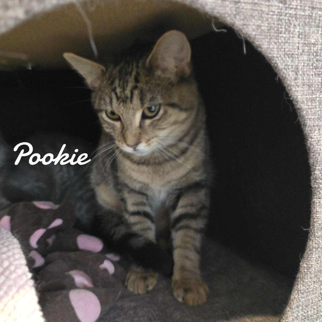 Pookie & Tootsie, Adopted, Adult Female Domestic Short Hair.