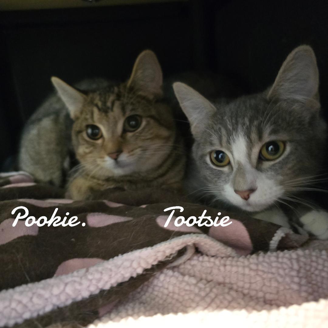 Enlarge Pookie & Tootsie, a Adopted Domestic Short Hair in Naugatuck, CT image 2/3