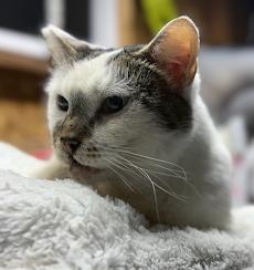 Ella
