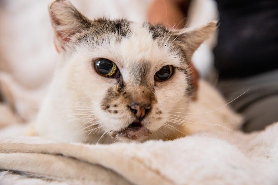 Ella, Young Female Domestic Short Hair