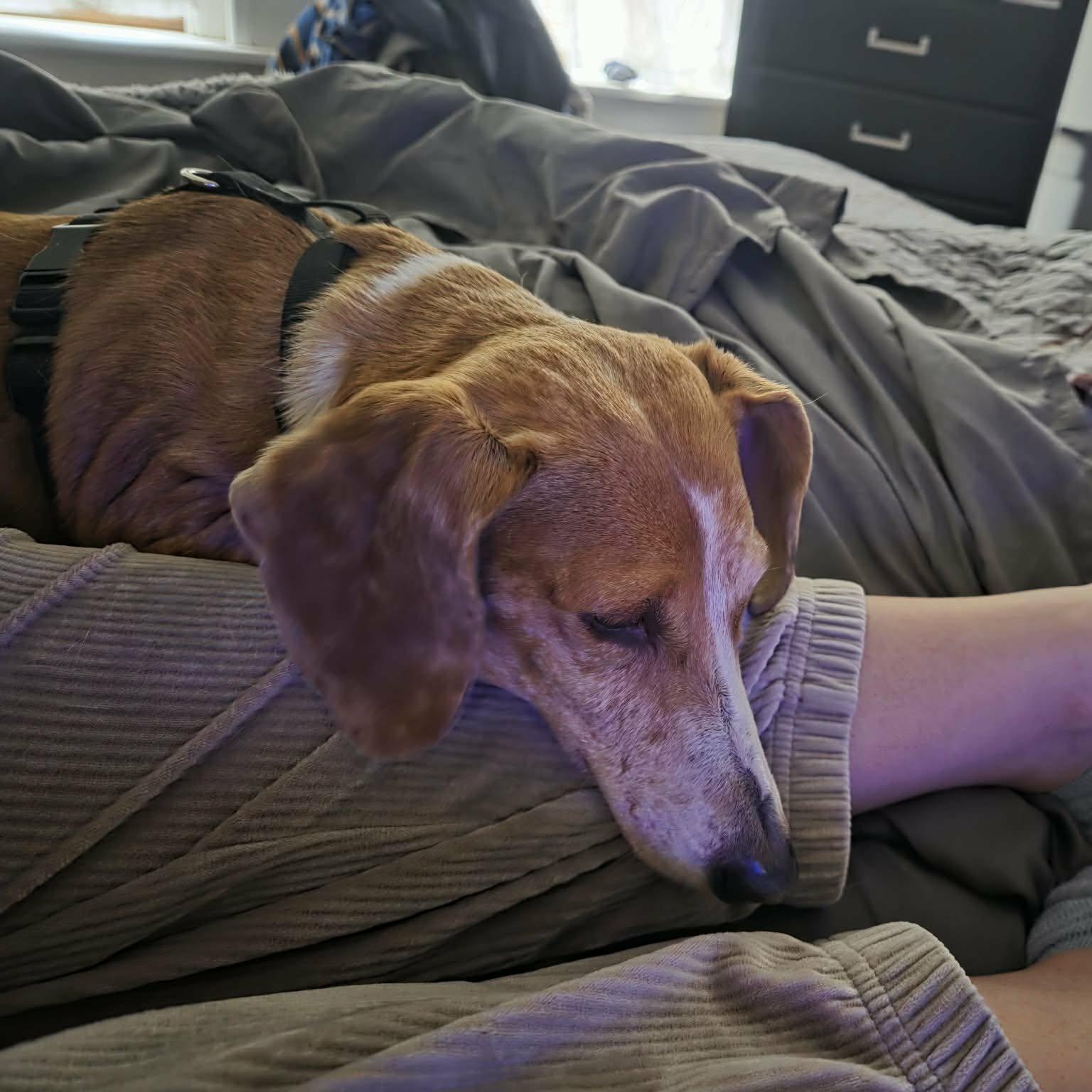 Enlarge Phoebe, a Adoptable Dachshund in Omaha, NE image 3/3