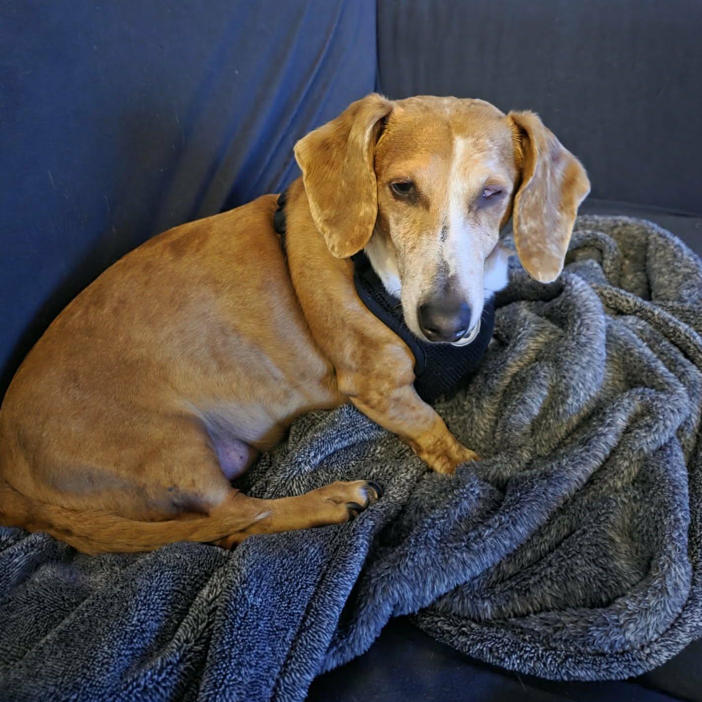 Enlarge Phoebe, a Adoptable Dachshund in Omaha, NE image 2/3