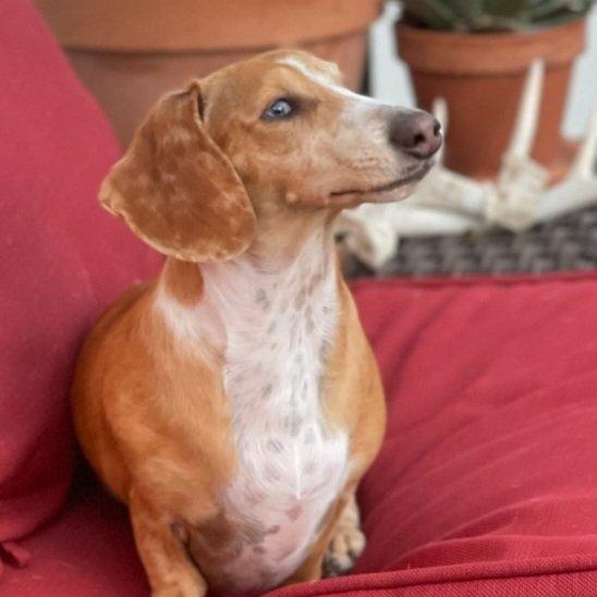 Phoebe, Adoptable, Adult Female Dachshund.