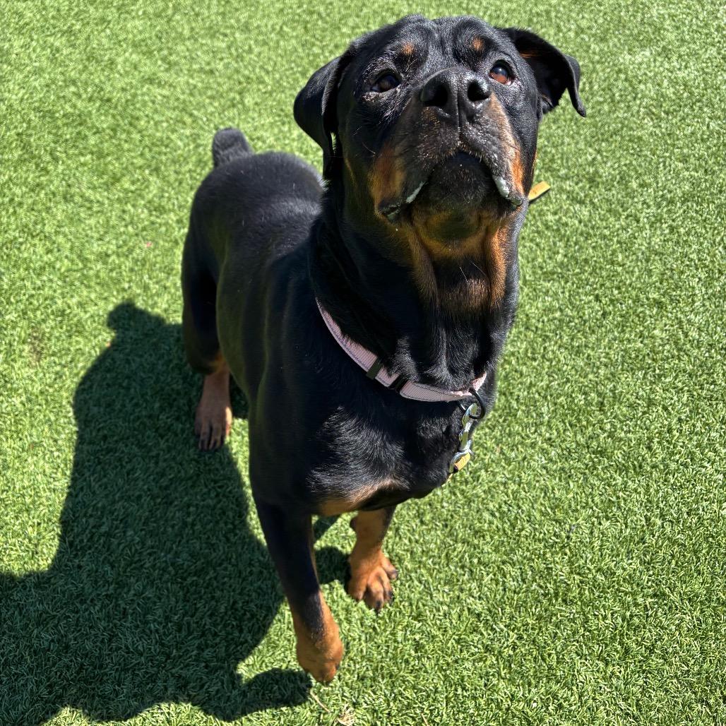 Sugar, Adoptable, Adult Female Rottweiler & Mixed Breed.