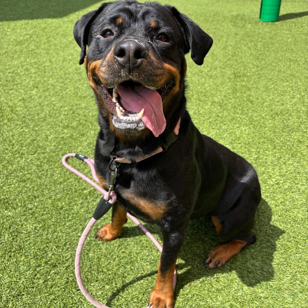 Enlarge Sugar, a Adoptable mixed breed in Washington Township, OH image 2/6