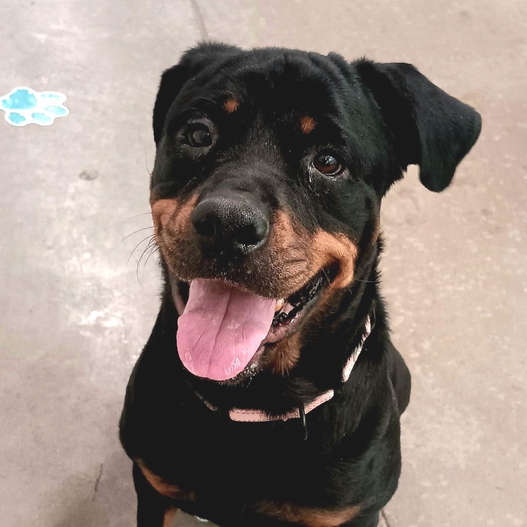 Sugar, Adoptable, Adult Female Rottweiler & Mixed Breed.