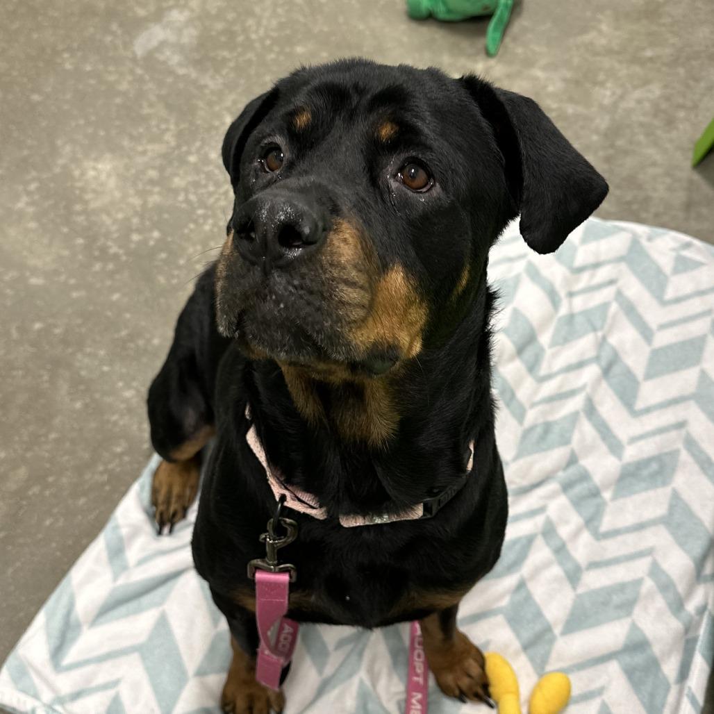 Enlarge Sugar, a Adoptable mixed breed in Washington Township, OH image 3/6