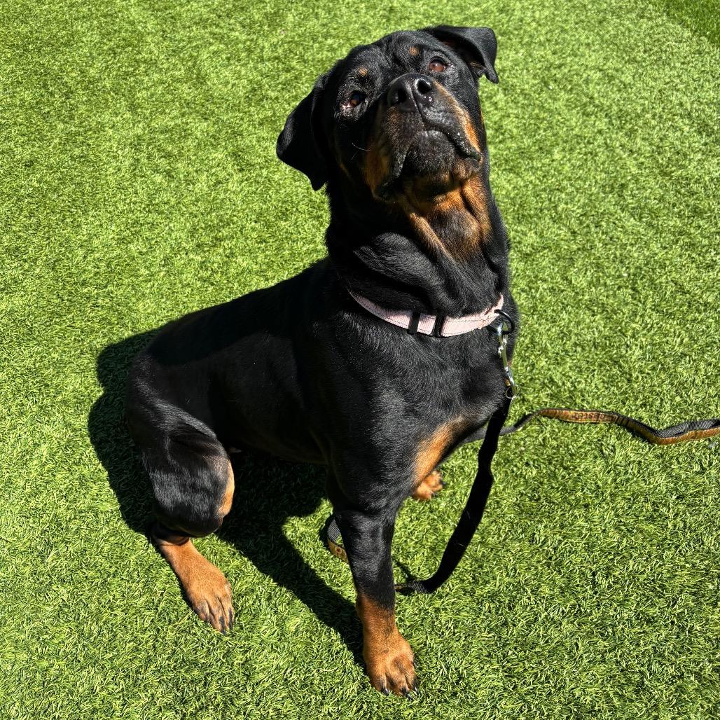 Enlarge Sugar, a Adoptable mixed breed in Washington Township, OH image 4/6