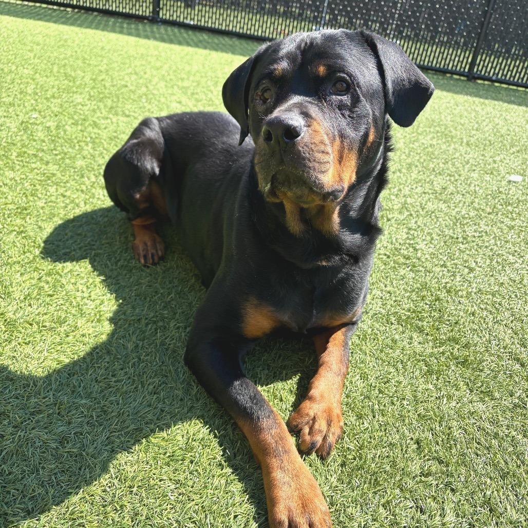 Enlarge Sugar, a Adoptable mixed breed in Washington Township, OH image 6/6