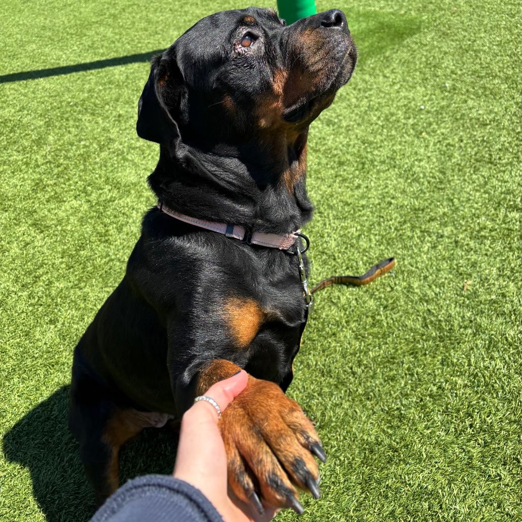 Enlarge Sugar, a Adoptable mixed breed in Washington Township, OH image 5/6