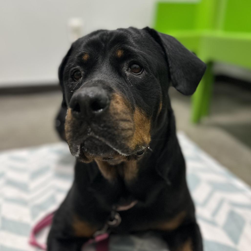 Enlarge Sugar, a Adoptable mixed breed in Washington Township, OH image 6/6