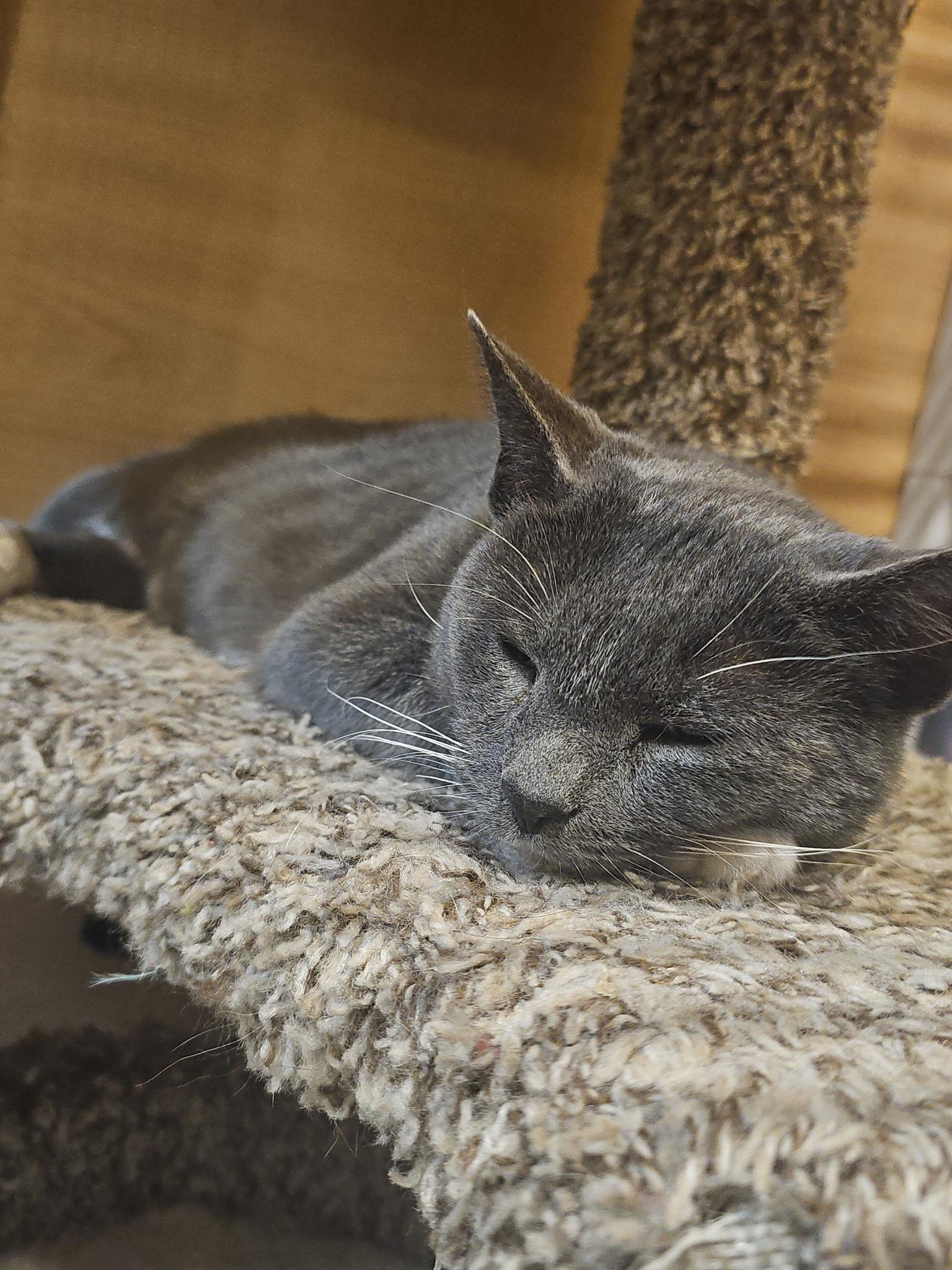 Enlarge Jenna , a ADOPTABLE Domestic Short Hair in Temple, PA image 4/4