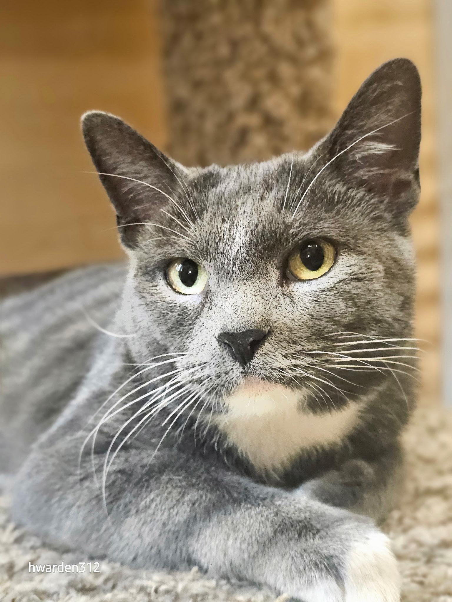 Enlarge Jenna , a ADOPTABLE Domestic Short Hair in Temple, PA image 2/4