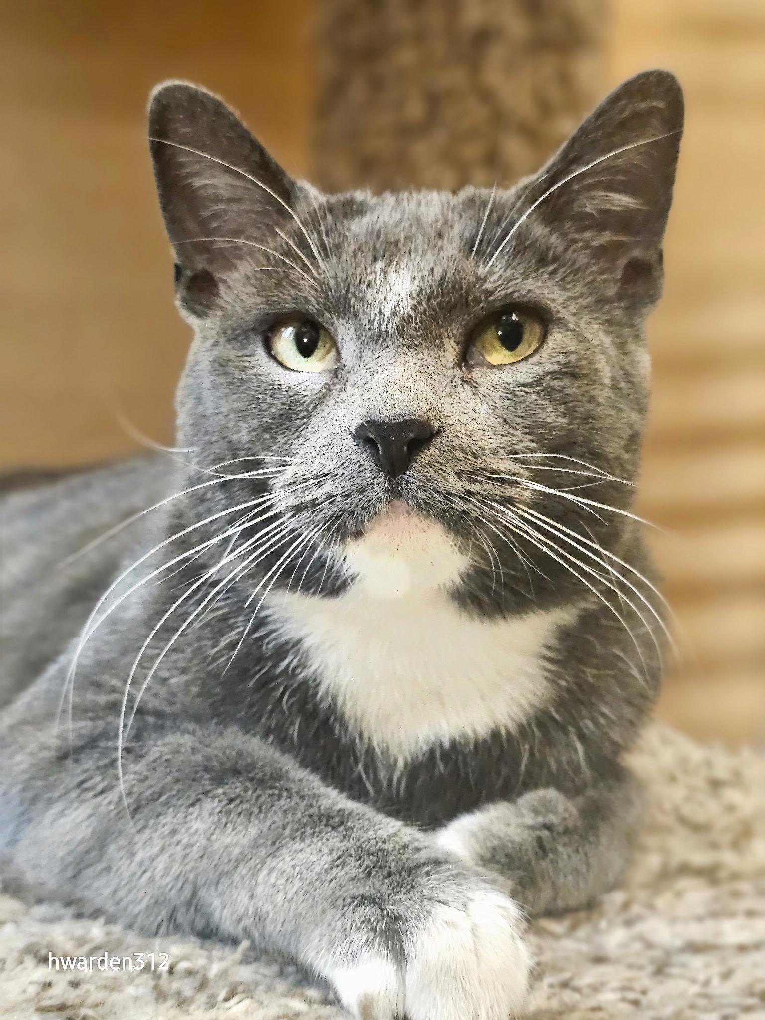 Enlarge Jenna , a ADOPTABLE Domestic Short Hair in Temple, PA image 3/4