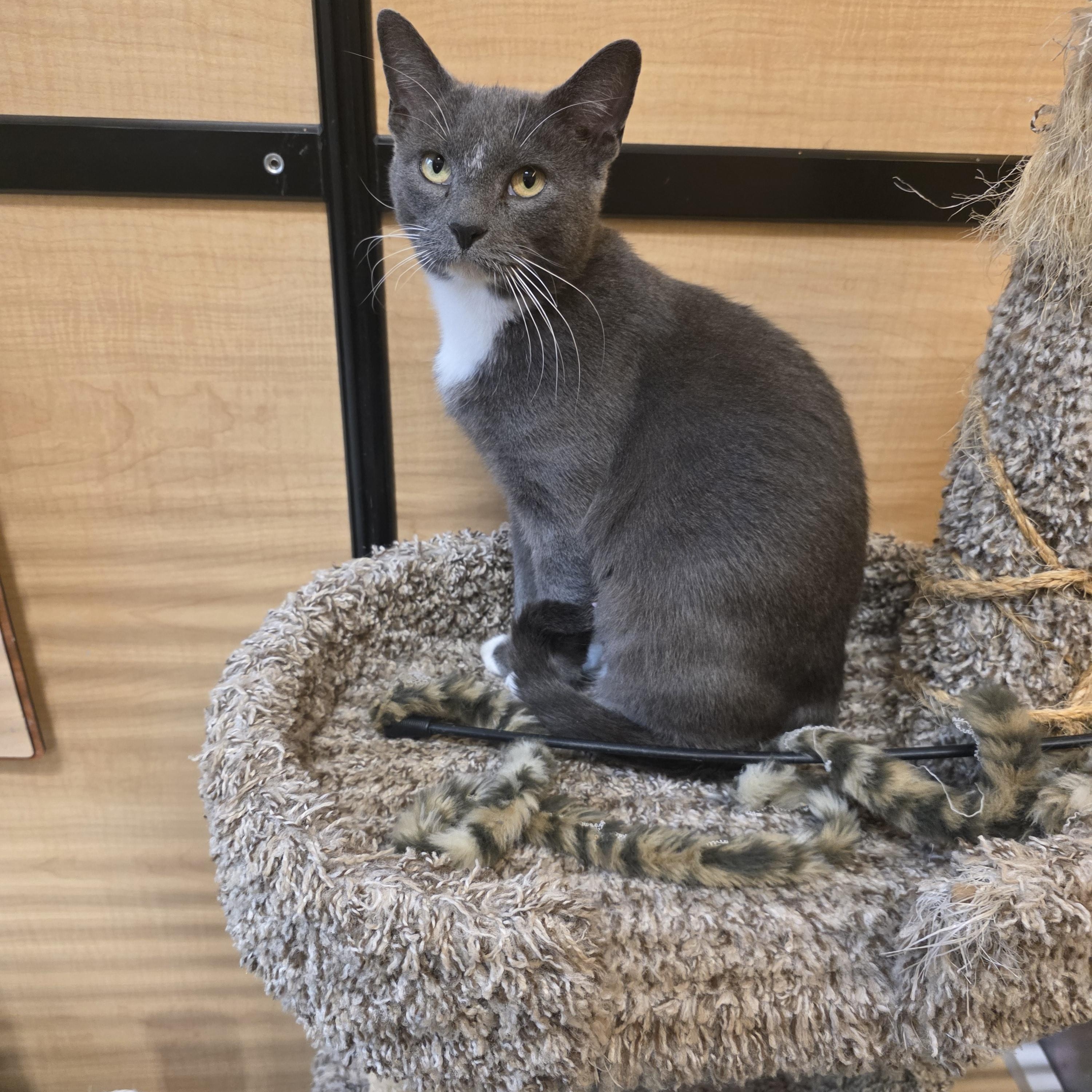 Enlarge Jenna , a ADOPTABLE Domestic Short Hair in Temple, PA image 1/4