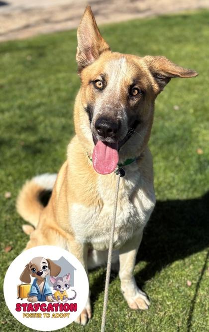 Penny, Adoptable, Adult Female Siberian Husky & Cattle Dog.