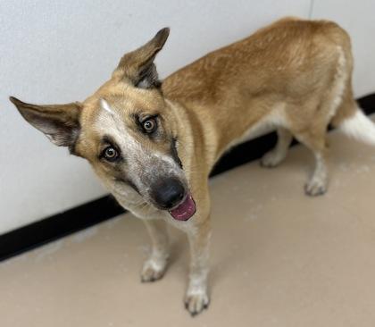 Enlarge Penny, a Adoptable mixed breed in Phoenix, AZ image 1/3