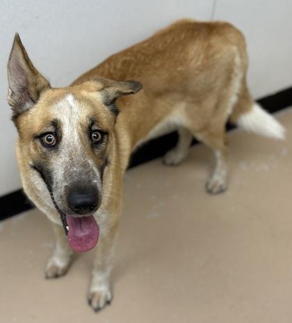 Enlarge Penny, a Adoptable mixed breed in Phoenix, AZ image 3/3