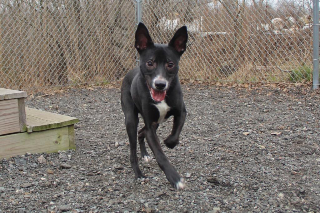 Noir, Adoptable, Young Male Labrador Retriever & Mixed Breed.