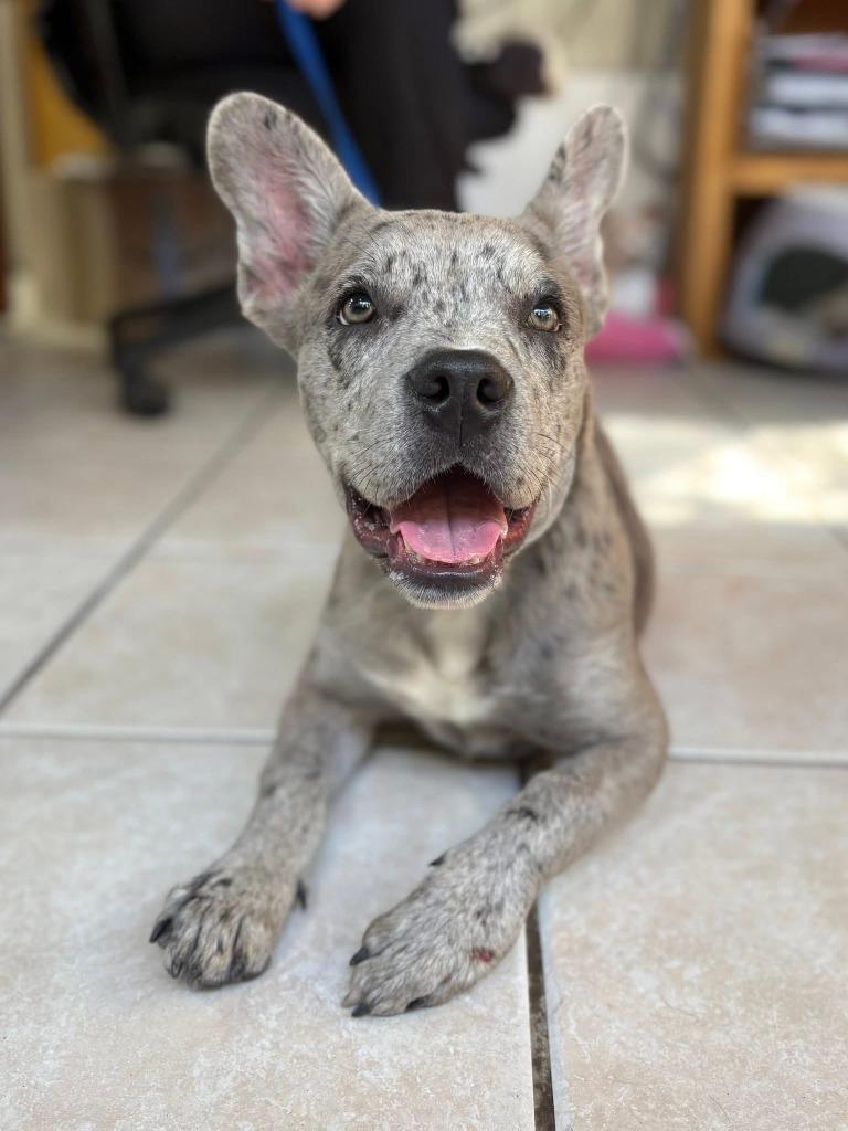 Enlarge Gump, a Adoptable mixed breed in Fort Worth, TX image 1/3