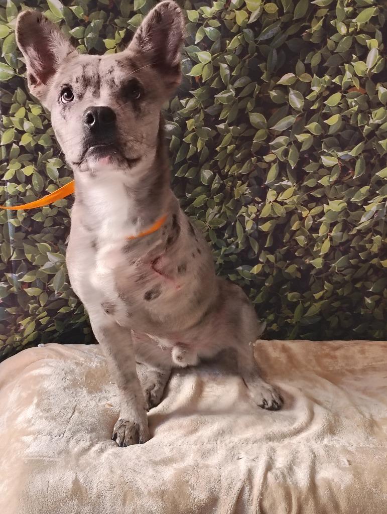 Enlarge Gump, a Adoptable mixed breed in Fort Worth, TX image 2/3