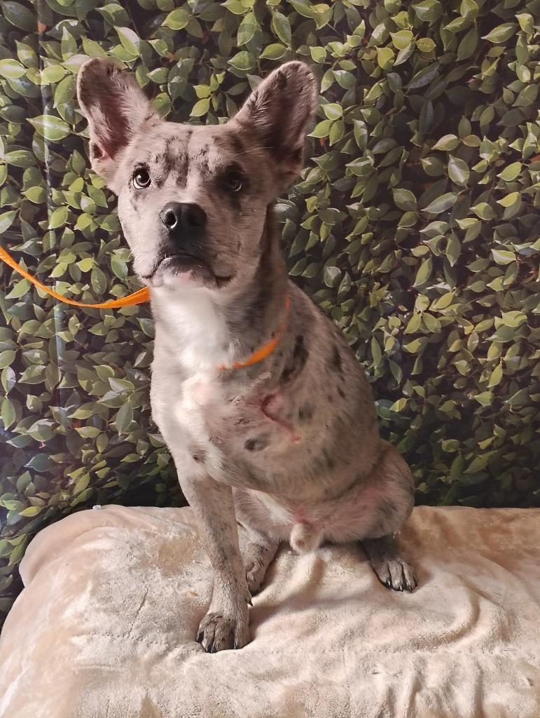 Enlarge Gump, a Adoptable mixed breed in Fort Worth, TX image 3/3