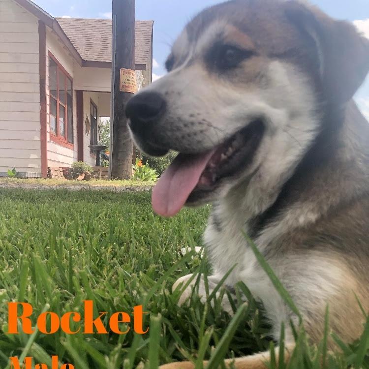 Rocket, Young Male Jack Russell Terrier