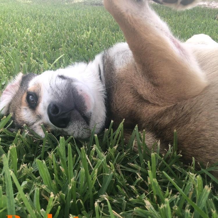 Rocket photo 5