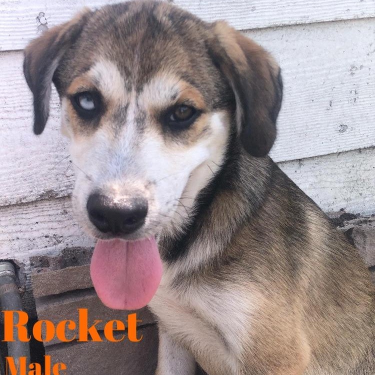 Rocket photo 6