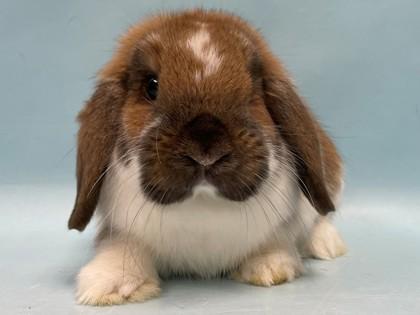 Charlie Jr, Adoptable, Young Female Holland Lop & Holland Lop.