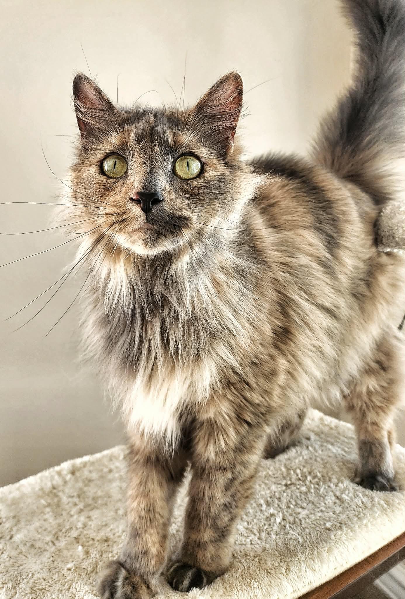 Enlarge Faith, a Adopted Domestic Long Hair in Gettysburg, PA image 1/3