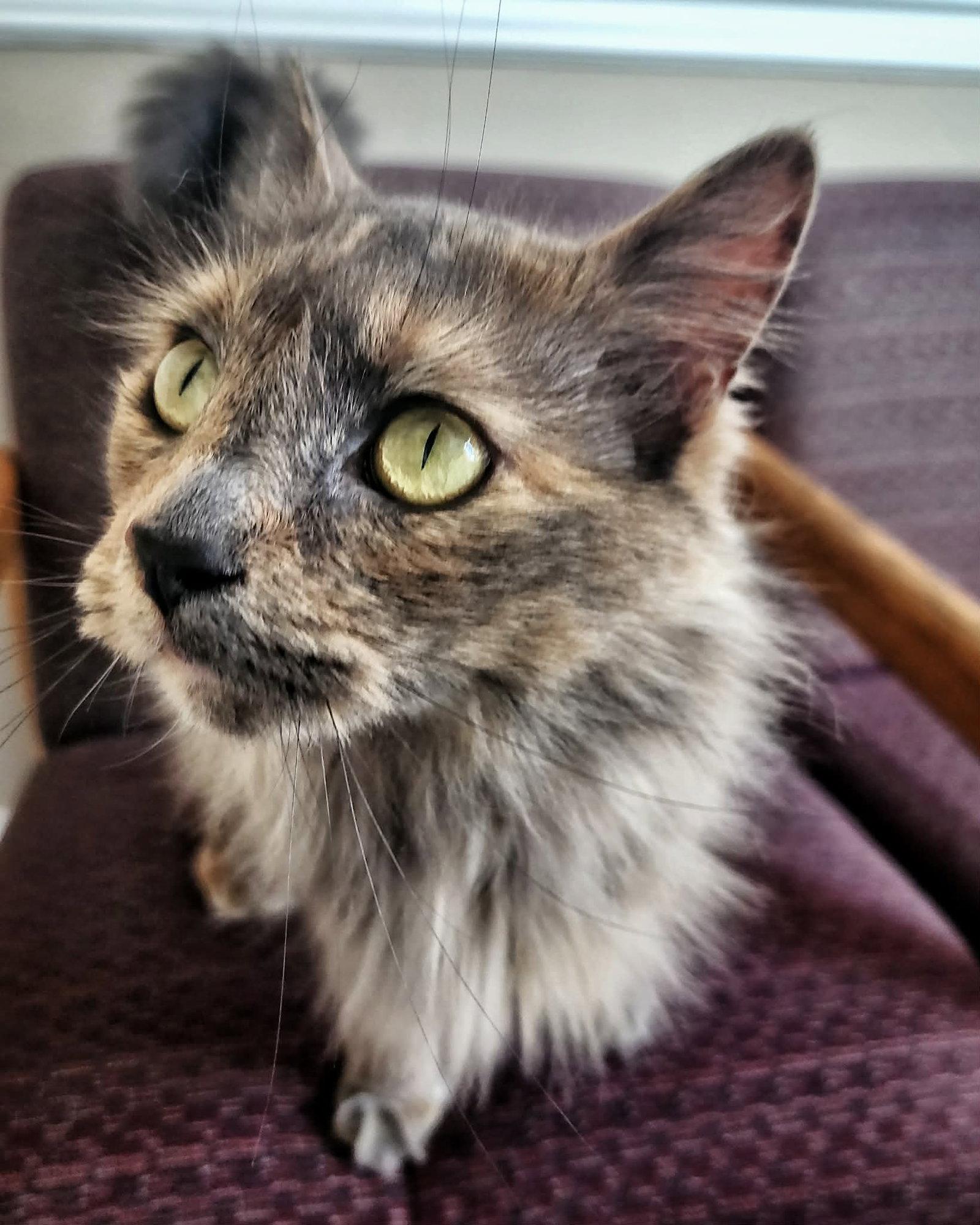 Enlarge Faith, a Adopted Domestic Long Hair in Gettysburg, PA image 2/3