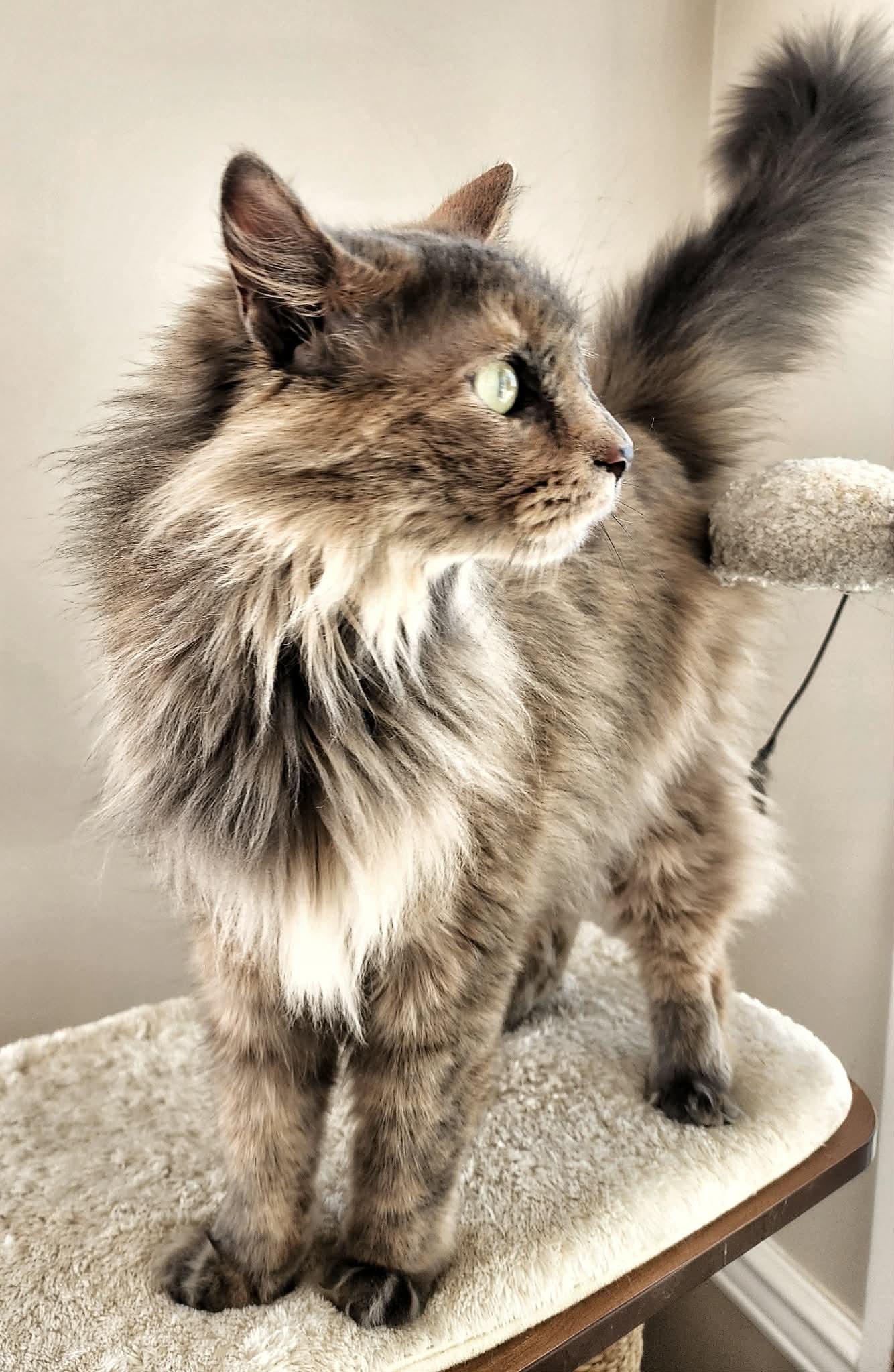 Enlarge Faith, a Adopted Domestic Long Hair in Gettysburg, PA image 3/3
