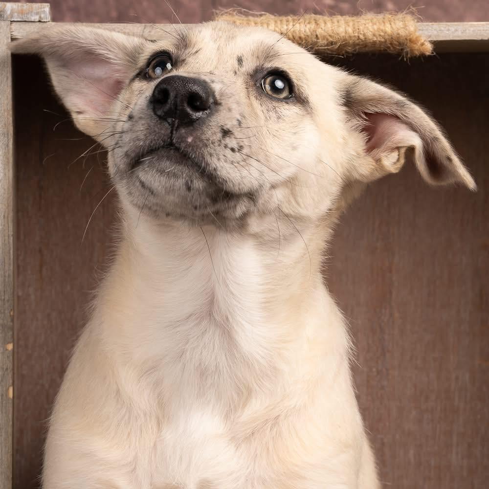 Enlarge Leighton, a Adoptable mixed breed in Smyrna, GA image 2/6
