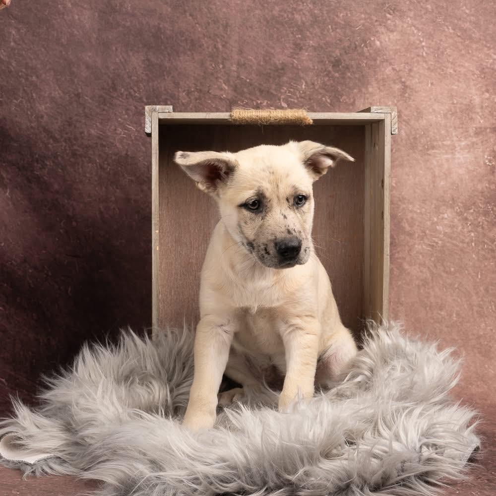 Enlarge Leighton, a Adoptable mixed breed in Smyrna, GA image 6/6