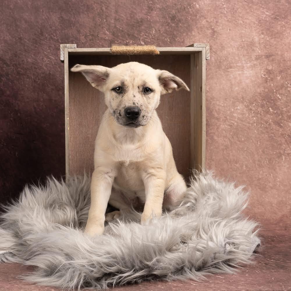 Enlarge Leighton, a Adoptable mixed breed in Smyrna, GA image 5/6