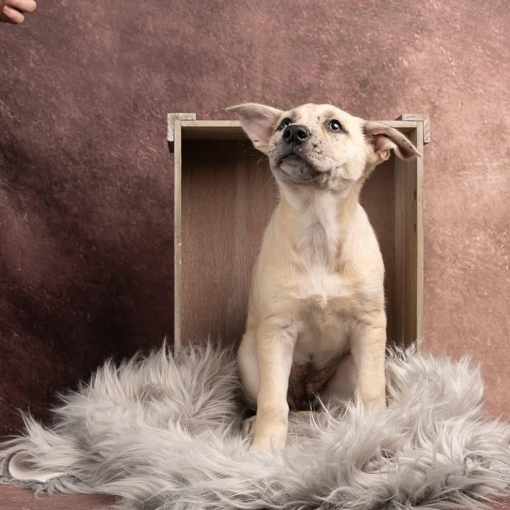 Enlarge Leighton, a Adoptable mixed breed in Smyrna, GA image 3/6