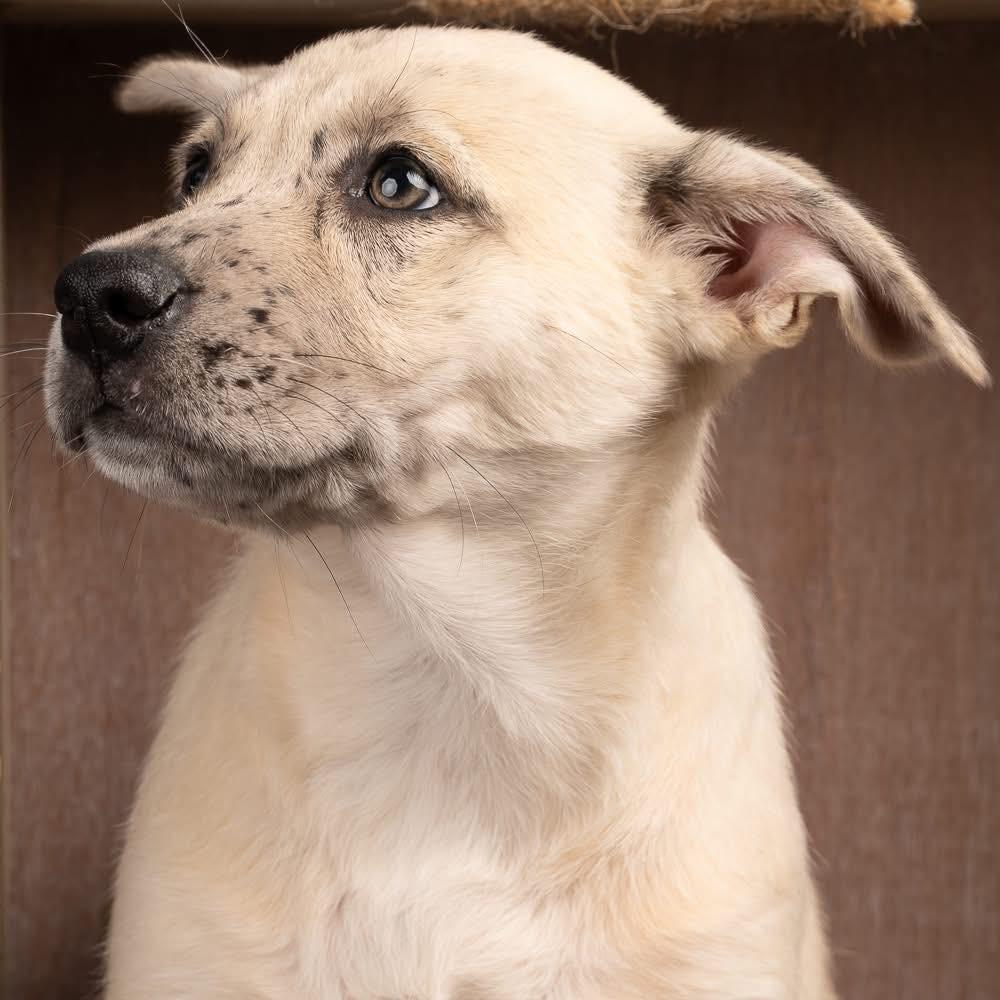 Enlarge Leighton, a Adoptable mixed breed in Smyrna, GA image 4/6