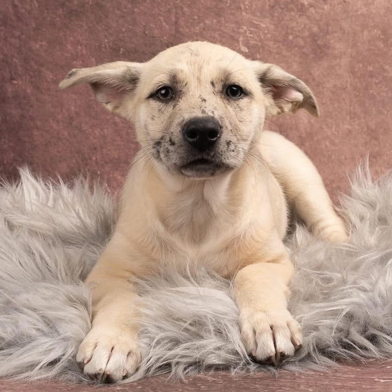 Leighton, Adoptable, Puppy Female Mixed Breed.