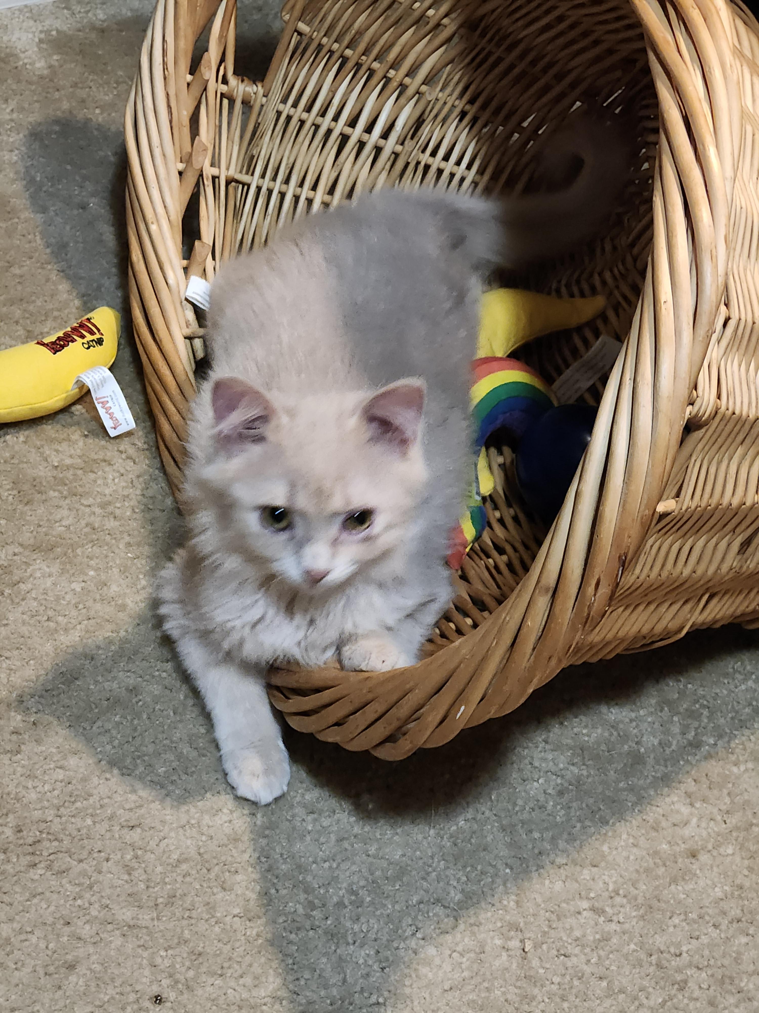 Enlarge Goldie, a Adopted mixed breed in Clayton, NC image 1/2