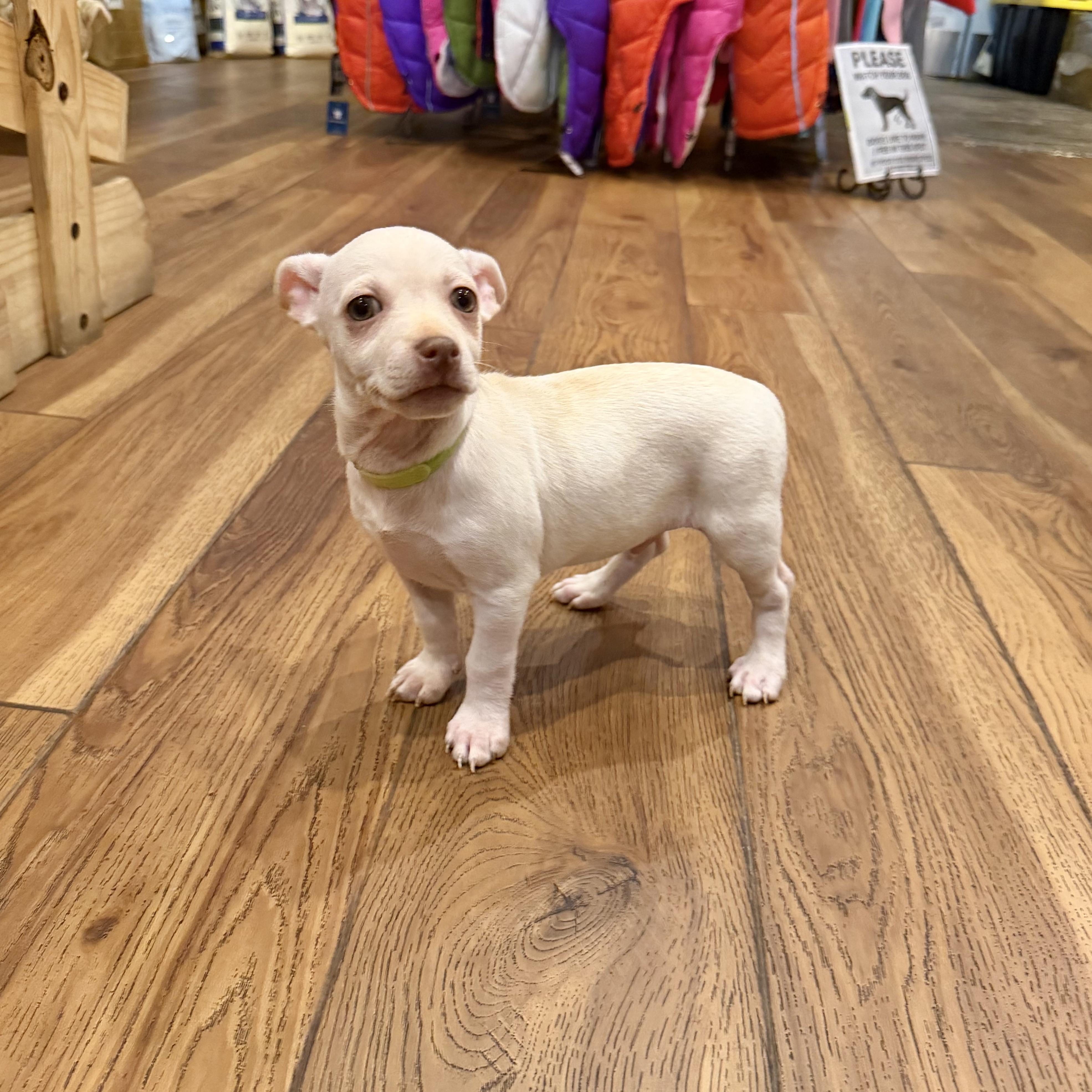 Popcorn, a ADOPTABLE mixed breed in Boulder, CO image 6/6