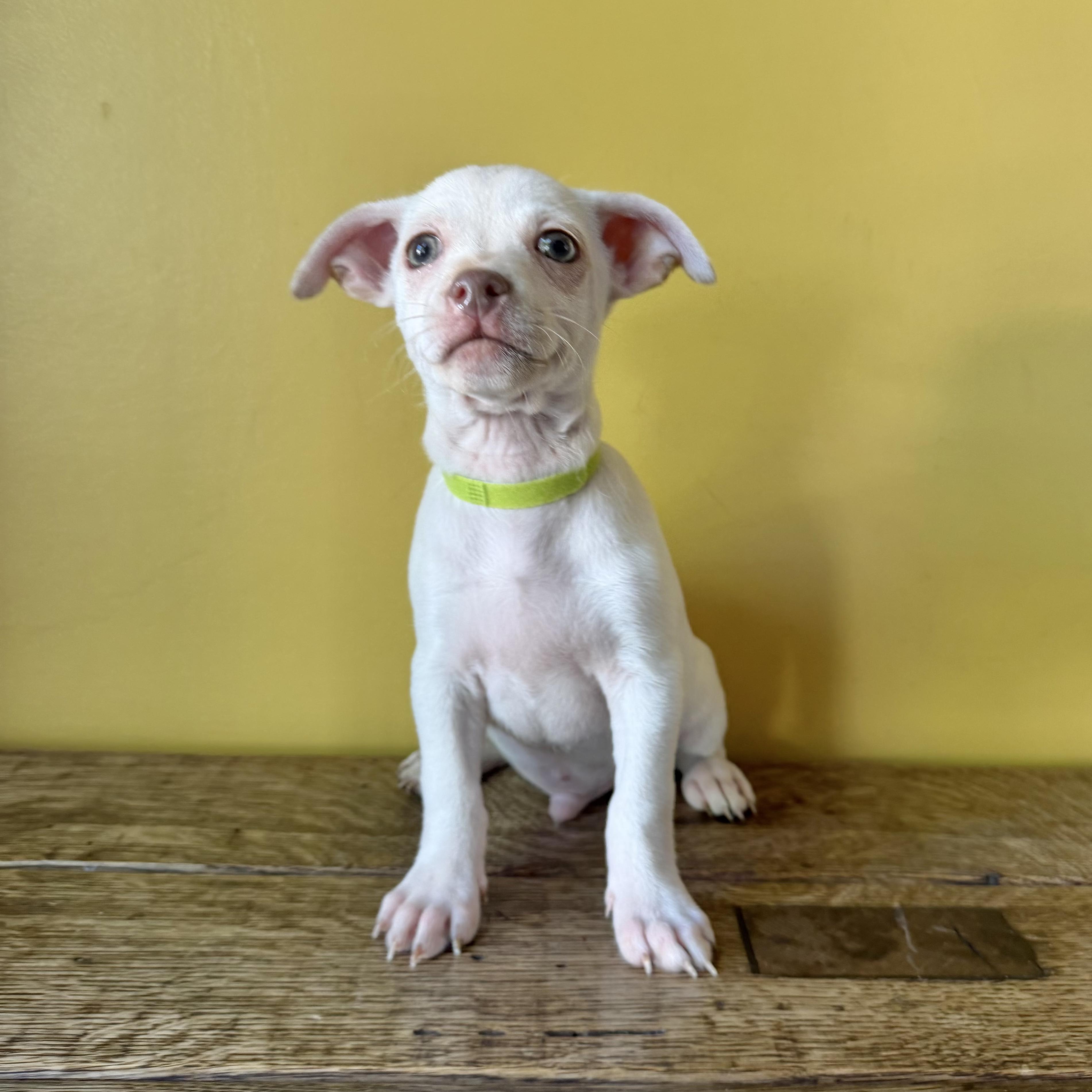 Popcorn, a ADOPTABLE mixed breed in Boulder, CO image 4/6
