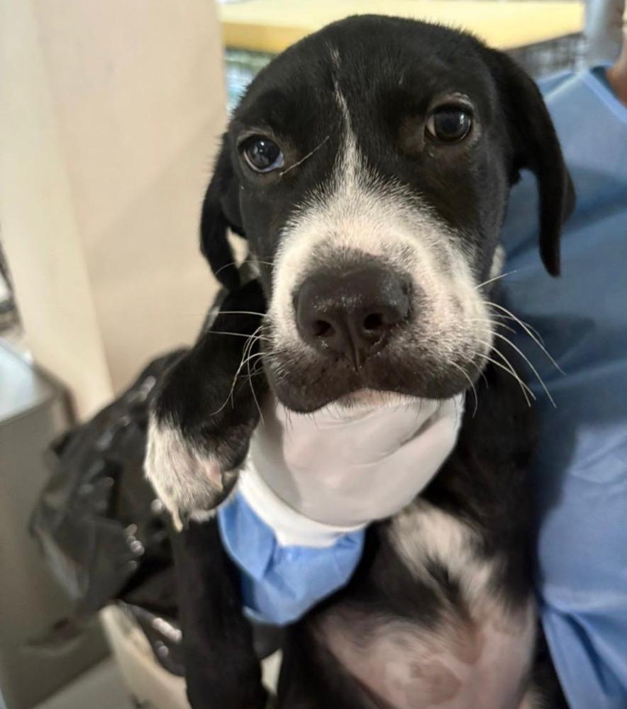 Enlarge Jack, a Adoptable mixed breed in Manhattan, NY image 1/1