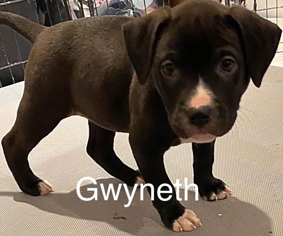 Gwyneth, Adoptable, Puppy Female Border Collie.