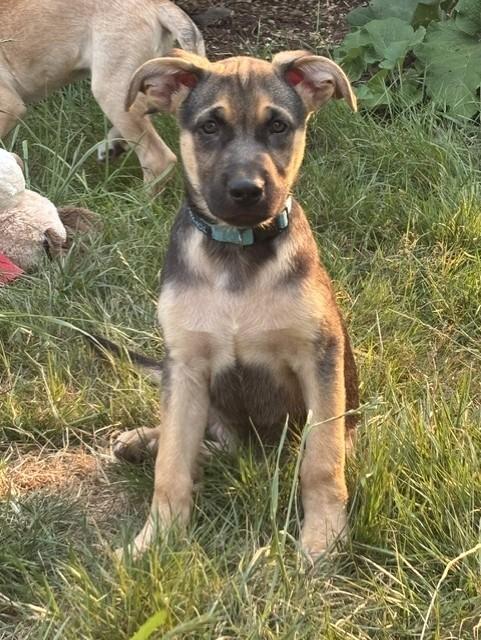 Eli, Adoptable, Young Male German Shepherd Dog.