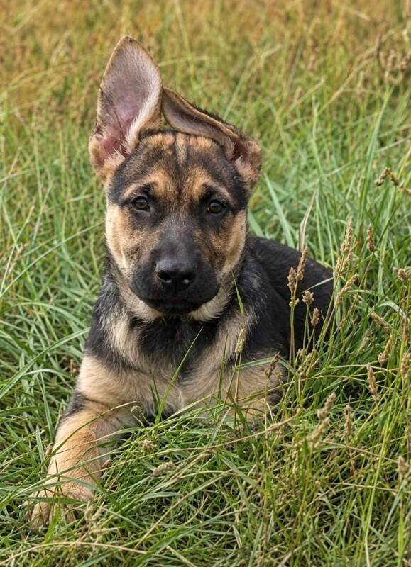 Eli, a Adoptable mixed breed in Seattle, WA image 2/6