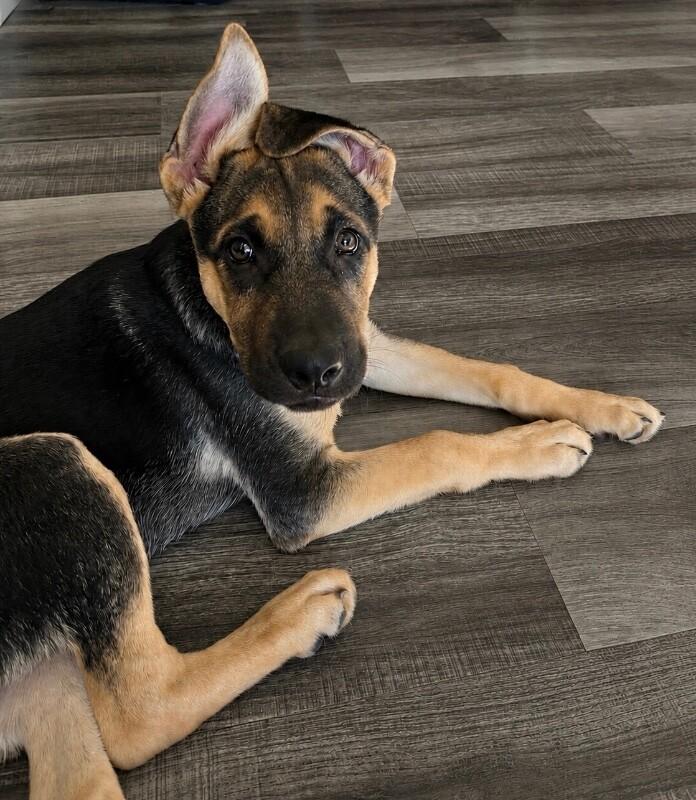 Eli, a Adoptable mixed breed in Seattle, WA image 4/6