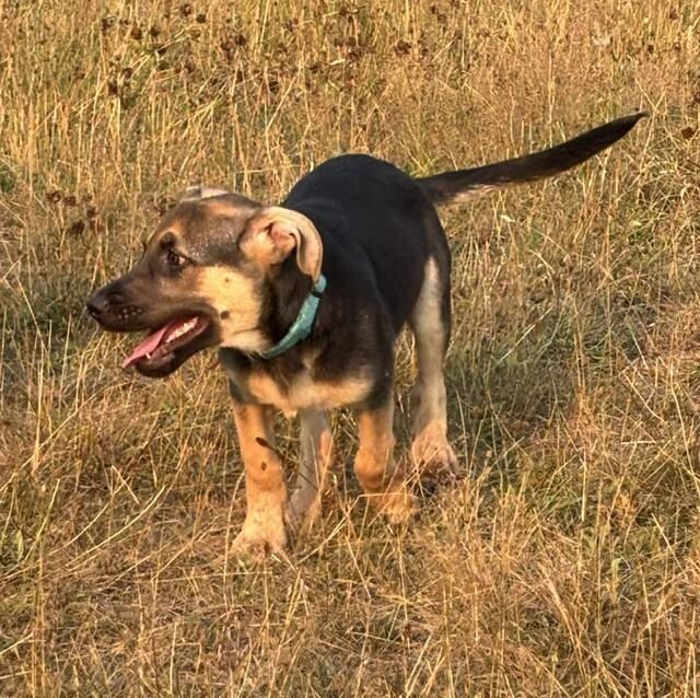 Eli, a Adoptable mixed breed in Seattle, WA image 5/6