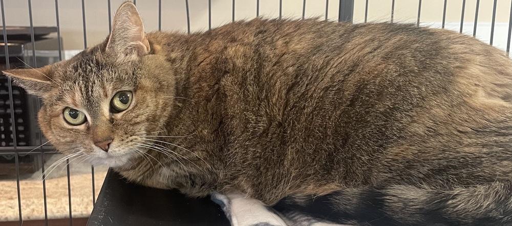 Enlarge W2 LADY, a Adoptable mixed breed in Southbury, CT image 1/3